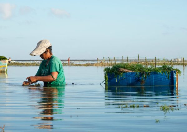 Farmer in Oenggaut, Indonesia tying new seedlings on her lines directly at the farm site.