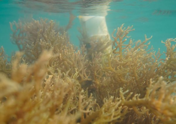 Farmers will try to keep the seaweeds close to the water surface, yet fully submerged under water to limit direct sun exposure. Floaters help to adjust the depths of the culture lines.