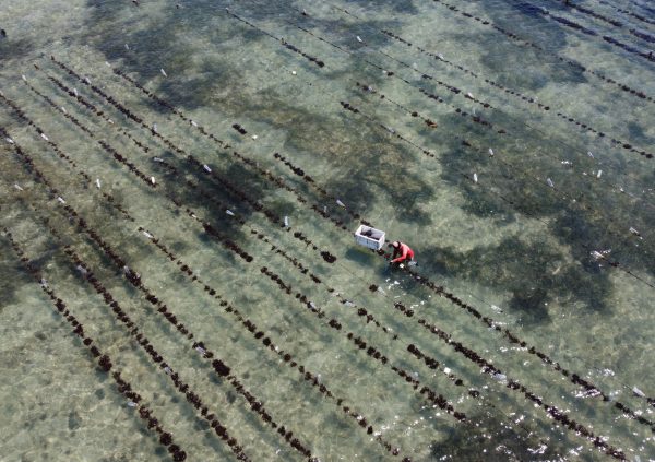 Daily visits to check and adjust the culture lines at low tide in a fixed off bottom farm in Kupang, Indonesia.