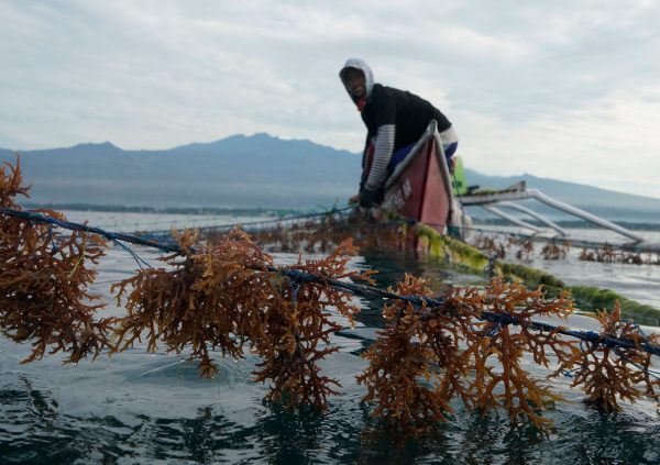 Farmer taking care of seedlings at a nursery site in Janaeponto, South Sulawesi.