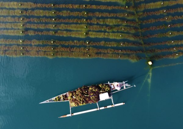 Farmer in Janaeponto, South Sulawesi, struggling with seasonal overgrowth of filamentous algae.