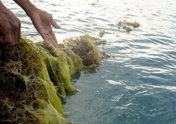 Filamentous algae overgrowing on culture lines. Mindanao, the Philippines.