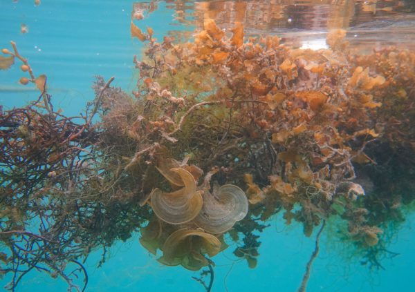 Overgrowth on culture lines, with all sorts of seaweeds, such as Sargassum thriving, except the seeded crop, in this case cottonii.