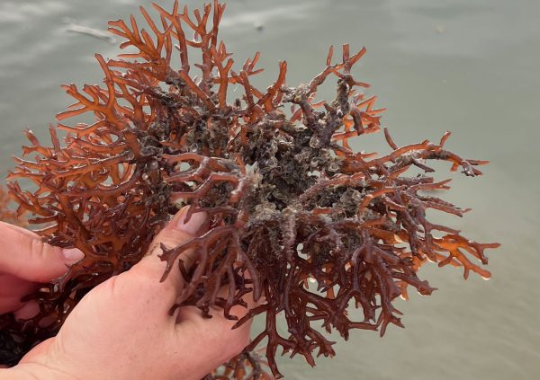 Oyster spat attaching on the seaweed tissue in certain times of the year in Nunukan, Indonesia.