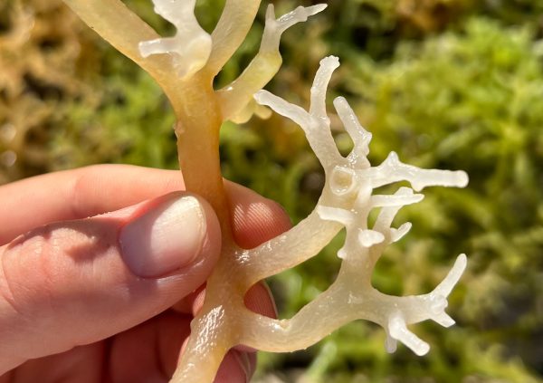 The ice-ice syndrome has been reported by the farmers in all regions we visited as a mayor challenge.