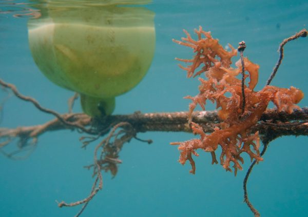 Herbivore grazers such as triggerfish, surgeonfish rabbitfish bite the tips of eucheumatoids and/or nibble the pigmented surface of the seaweed. Turtles can rip off entire plants.