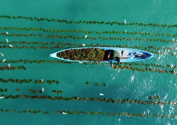 Instead of taking out the entire line for harvesting, the farmer in Semau Island, Indonesia is untying the individual plants from the line.