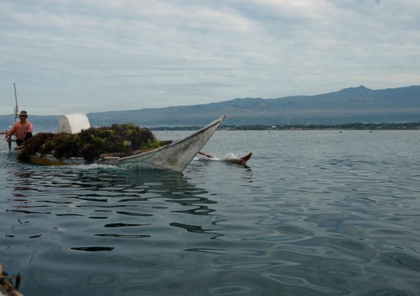 Farmer returning with harvested biomass back to shore on Nunukan Island, Indonesia.