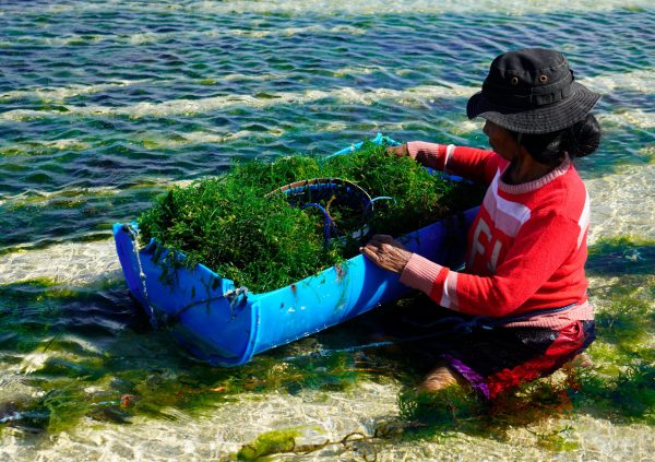 In Nemberala, Indonesia farmers use a half cut PE barrel for transportation of biomass back to land.