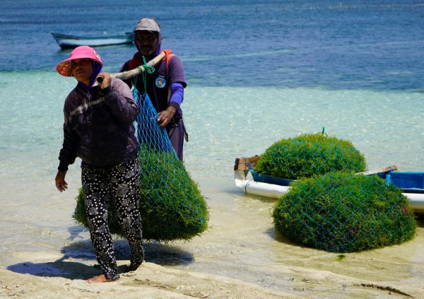 Nets can also be used to transport the biomass from the landing spot to the drying platforms.