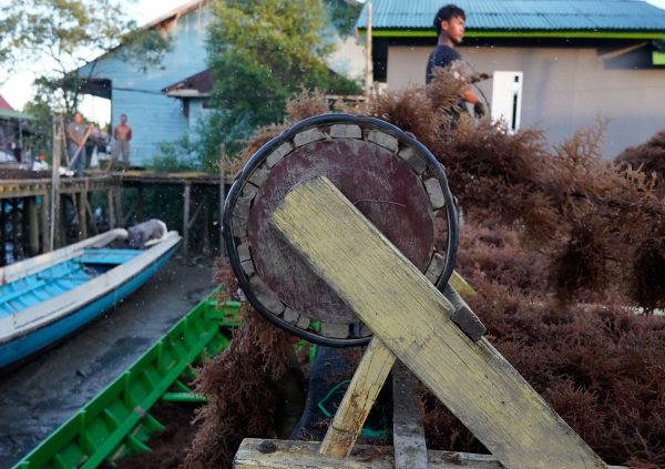 In Nunukan, Indonesia, the harvested long lines will be lifted to shore using a simple wheel mechanism to facilitate the heavy work.