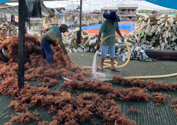 On Nunukan Island in Indonesia, farmers use a high pressure water hose to spray off most of the unwanted material, in this case mainly oyster spat.