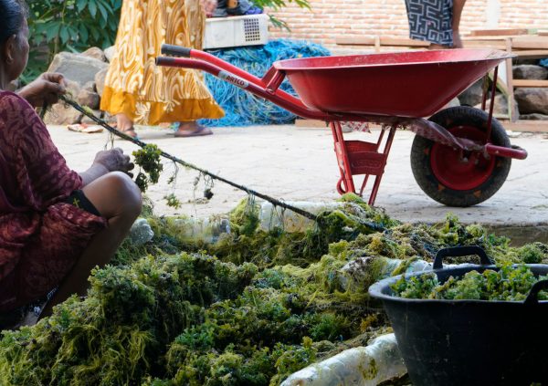 Removing filamentous algae is highly labour intensive since it needs to be removed by hand.