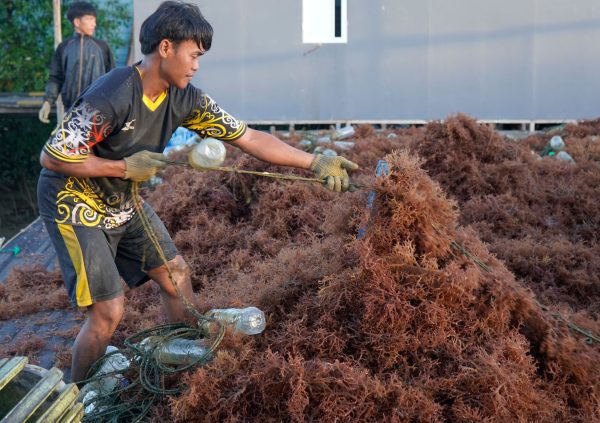 On Nunukan Island, some farmers strip the seaweed from the cultivation lines using. Although this process is faster than untying every plant individually, the seaweed is broken into smaller pieces, which is usually a lower quality parameter.