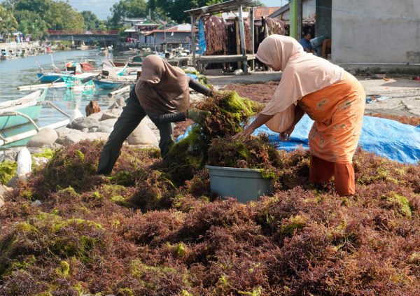 Seaweed laying on the ground in Janaeponto, South Sulawesi, Indonesia.