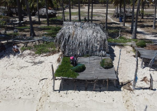 On Rote Island in Indonesia, there are drying beds in public areas, such as the beach. Theft is not a problem here.