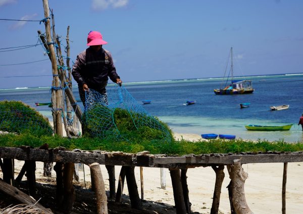 The harvested seaweed is spread out and dried under the sun for a couple of days.