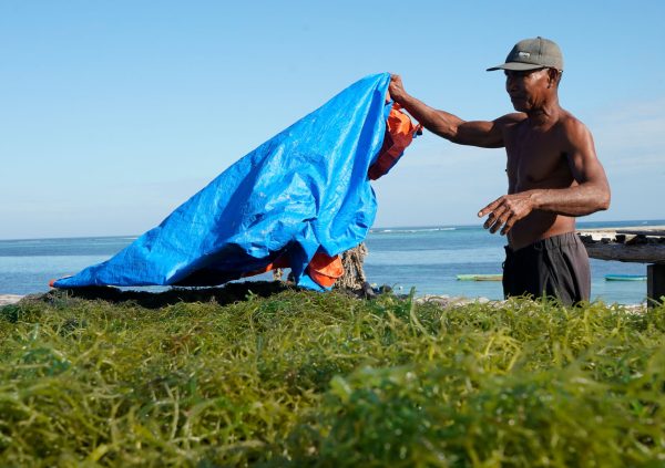 A tarp is typically used to cover the seaweed every end of the day or on rainy days.