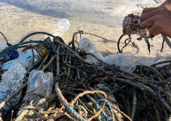Close up picture of the lines that are treated post-harvest.