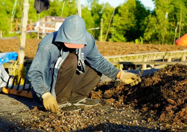 In Nunukan, Indonesia, The seaweed undergoes a second round of cleaning to remove oyster spat and other impurities after the seaweed has dried under the sun.