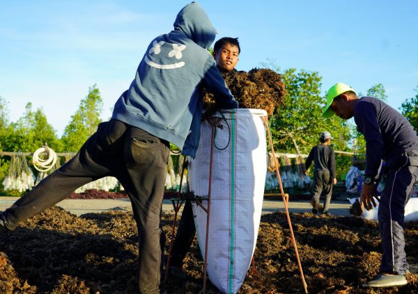 The dried seaweed is packed into nylon sacks. This is the common form of trade until the biomass reaches the processing facility.