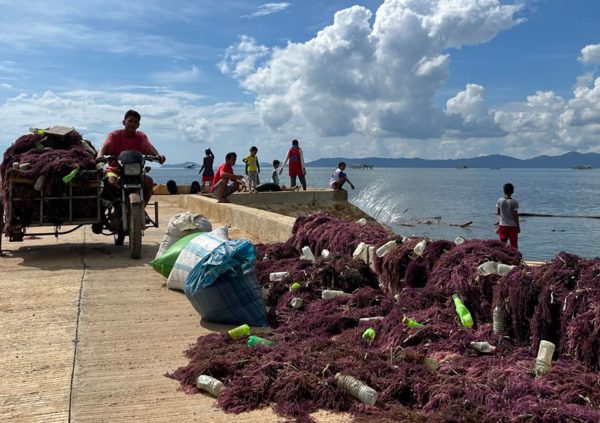 Seaweed that has been dried on platforms at sea is moved to the farmer’s house where it will be untied from the culture lines and packed for selling.
