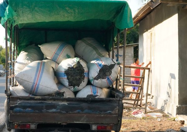 The local collector’s truck makes its rounds every day to collect seaweed from farmers in the village in Nemberala, Indonesia.