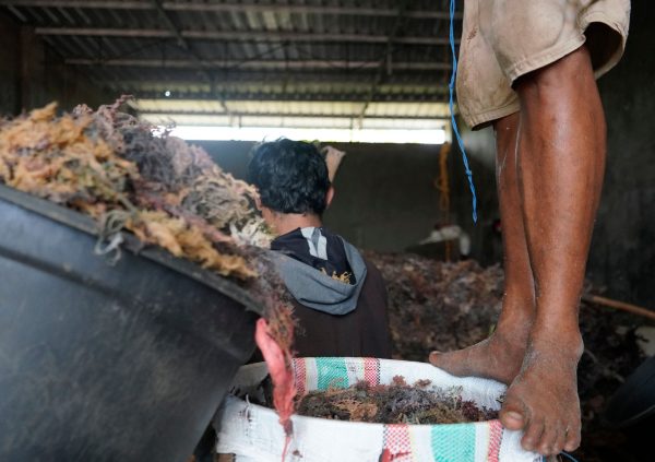 Sometimes local collectors have to dry the seaweed further so it reaches optimal moisture content for export and then mix seaweed from different locations before selling onwards.