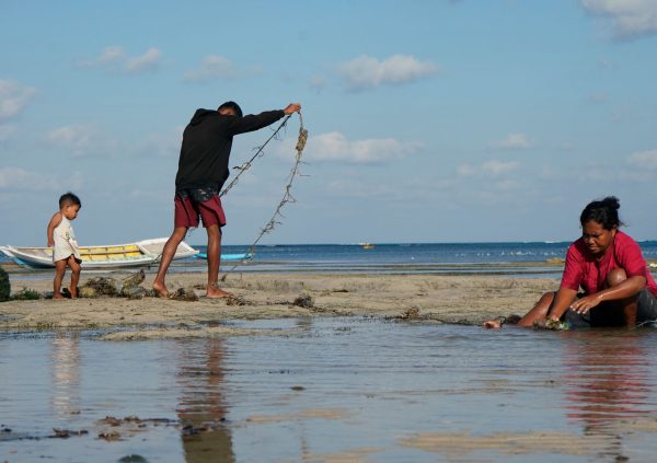 A young family in Oefoe, Rote Island taking care of their culture line after harvest.