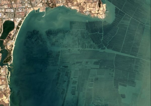 Pyropia farms in China (SeaWarden)