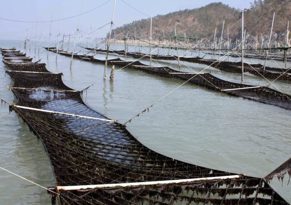 Fixed net method in South Jeolla Province, South Korea. (Photo courtesy of Dr Hwang EK)