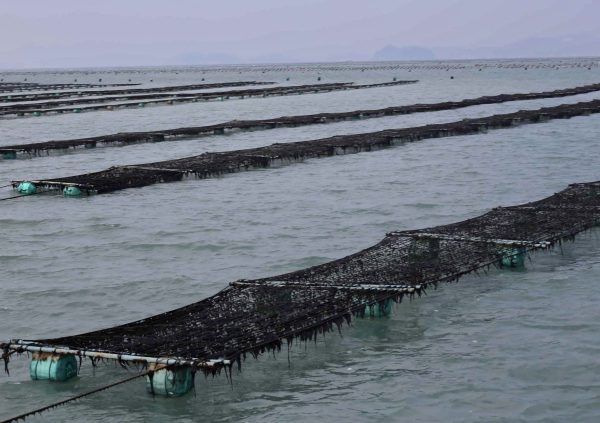 Floating turnover net method in South Jeolla Province, South Korea. (Photo courtesy of Dr Hwang EK)