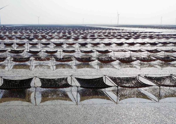 Semi-floating net method at low tide in Jiangsu, China.(Photo courtesy of Li-En Yang)