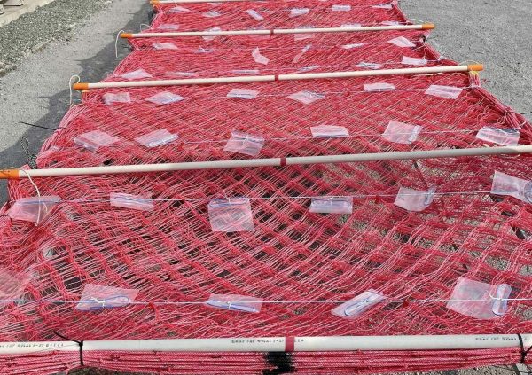 Preparing culture nets for seeding in Japan.