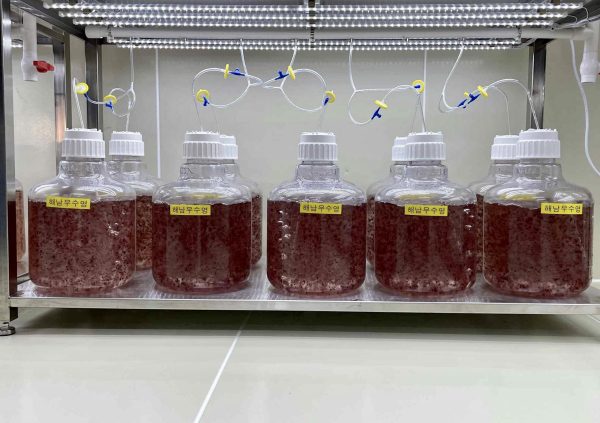 Conchocelis culture at the National Institute of Fishery Sciences in South Korea. (Photo courtesy by Dr Heo JS)