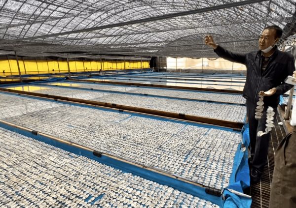 Conchocelis culture in oyster shells at commercial hatchery in South Korea.