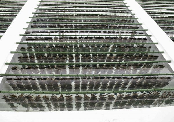 Conchocelis culture in oyster shells at commercial hatchery in South Korea. (Photo courtesy by Dr Hwang EK)