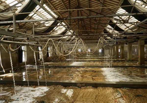 Seed collector in Jiantsu, China. (Photo courtesy of Li-En Yang)