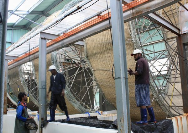 Indoor seeding with big wheel at commercial hatchery in South Korea. (Photo courtesy by Dr Hwang EK)