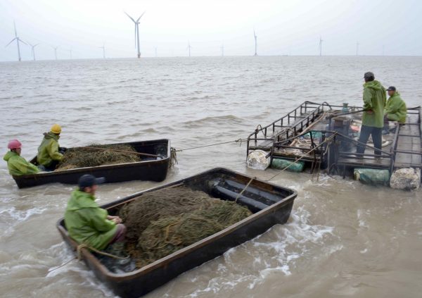 Deploying seeded nets at sea in Jiangsu, China. (Photo courtesy of Li-En Yang)