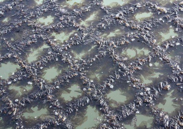 Grow out on culture nets in South Korea. (Photo courtesy of Dr Hwang EK)