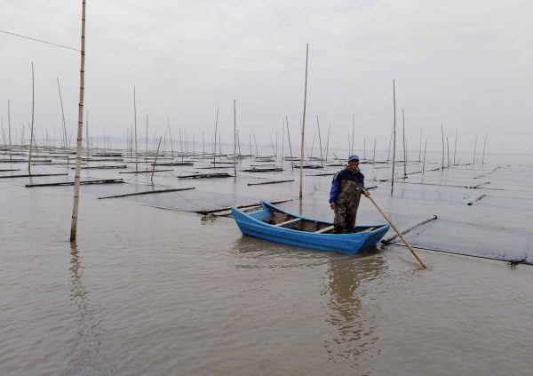 Farming checking on culture nets in Jiantsu, China. (Photo courtesy of Li-En Yang)