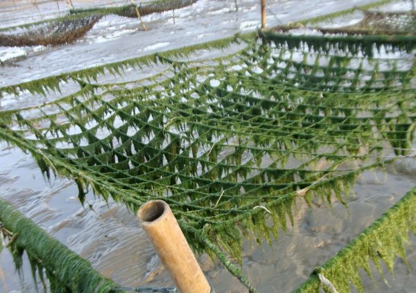 Algas verdes adheridas a redes de cultivo y cubriendo Pyropia en China. (Foto cortesía de Li-En Yang)