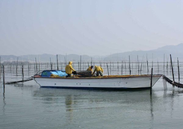 Harvesting process in South Korea. (Photo courtesy of Dr Hwang EK)