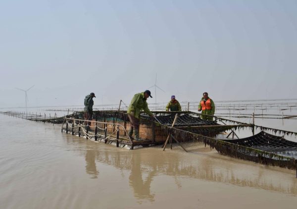 Harvesting boat in China. (Photo courtesy of Li-En Yang)