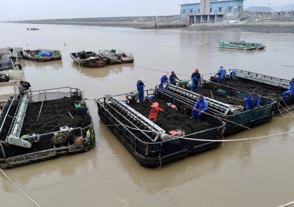 Transport of the full harvest boat back to the shore. (Photo courtesy of Li-En Yang)