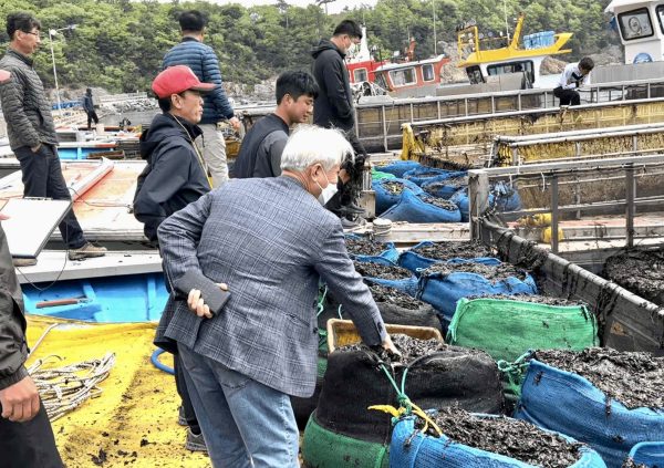 The buyers at the auction are going around to check the quality of the biomass.