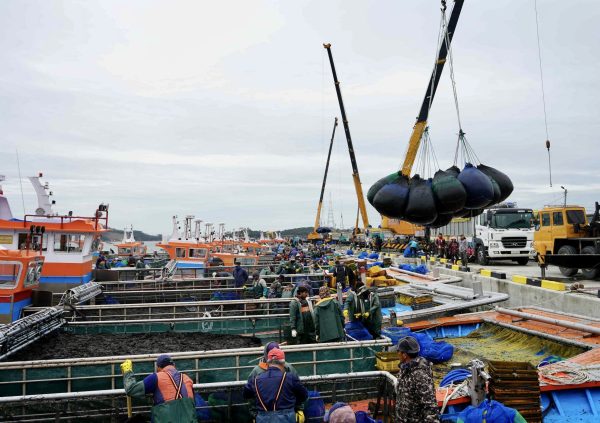 After the auction is finalized, the seaweed will be loaded on to processors' trucks. (Photo courtesy of Dr Heo JS)
