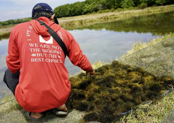 Farmers in Maros are working hard to produce high quality Gracilaria in former shrimp production ponds. But the amount of ponds with good characteristics are limited. Moving the production to sea, is the only way to increase Indonesian Gracilaria production in the future.