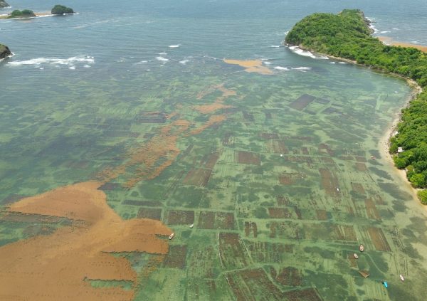 St Lucia: Annual Sargassum influxes can affect shallow lagoons where eucheumatoids are cultivated, prompting farmers to relocate to less impacted areas.